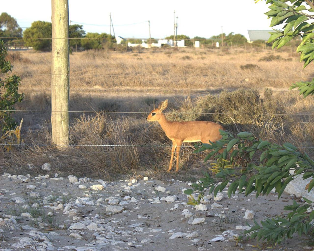 Silver Oaks Airbnb Langebaan Exterior photo