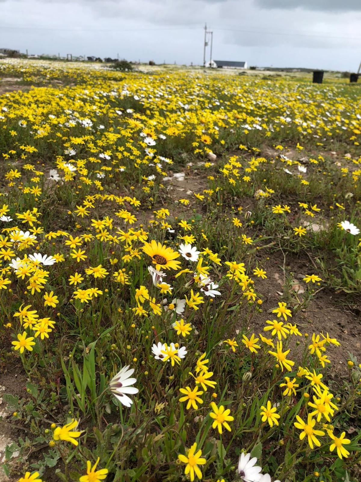 Silver Oaks Airbnb Langebaan Exterior photo