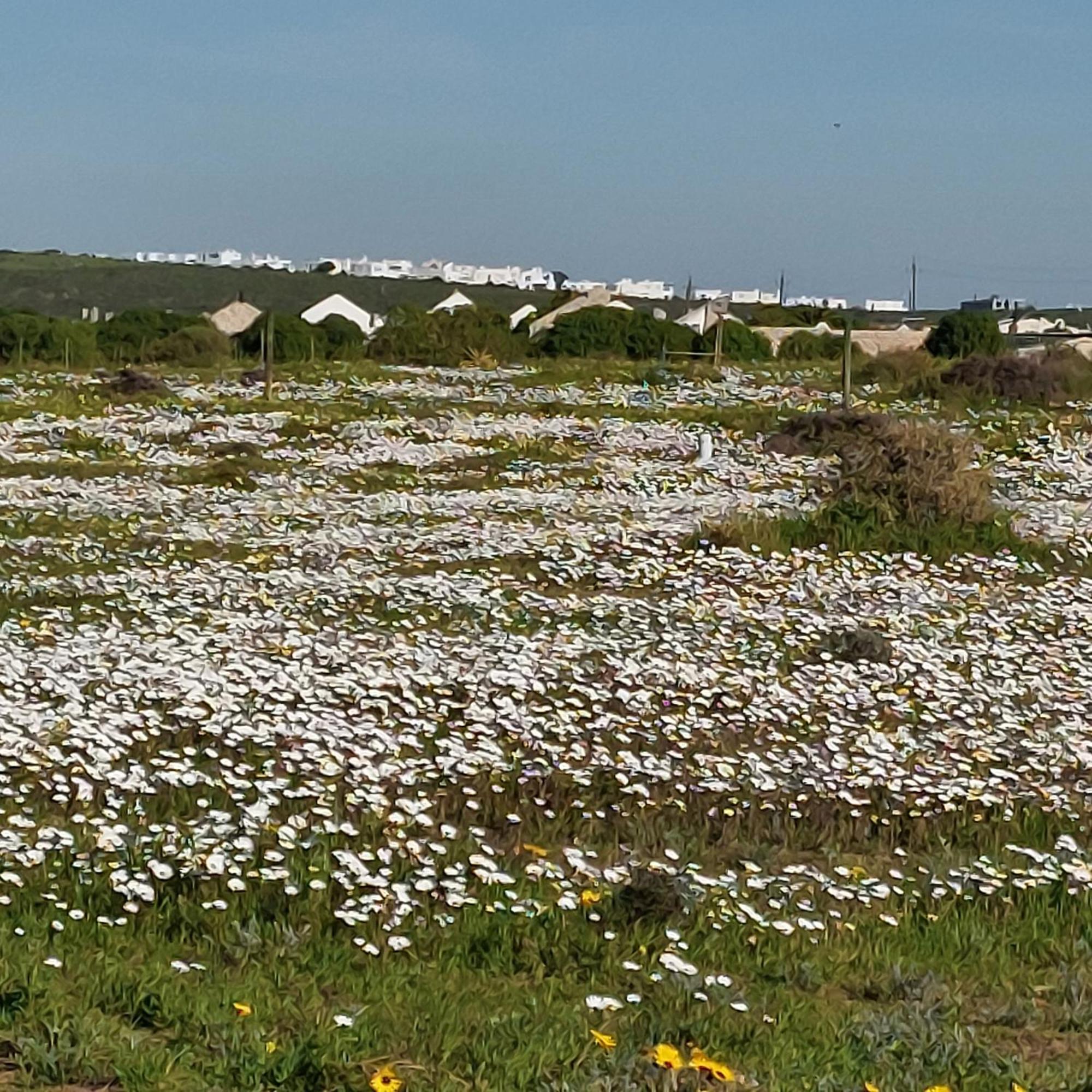 Silver Oaks Airbnb Langebaan Exterior photo
